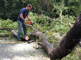 Reliable Mesita, NM Tree Services Solutions