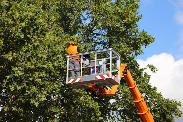 Best Tree and Shrub Care  in Mesita, NM